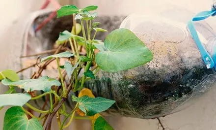 Plants You Can Grow In Water Bottles