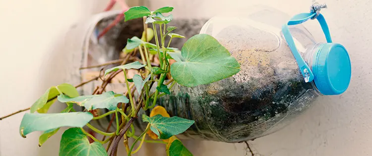 Plants You Can Grow In Water Bottles
