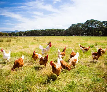 What Livestock My Grandparents Raised During The Great Depression