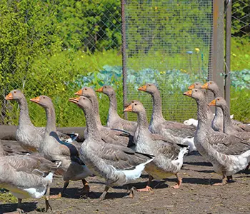 What Livestock My Grandparents Raised During The Great Depression