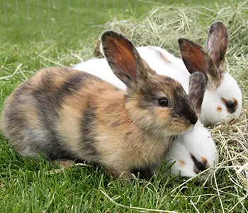 What Livestock My Grandparents Raised During The Great Depression