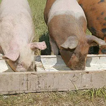 10 Things To Never Feed Your Pigs