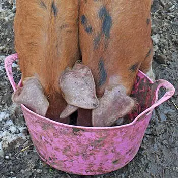 10 Things To Never Feed Your Pigs