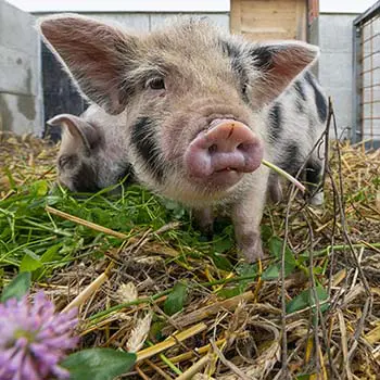 10 Things To Never Feed Your Pigs