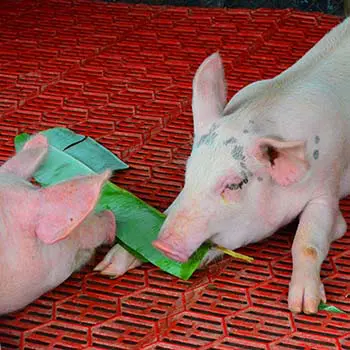 10 Things To Never Feed Your Pigs