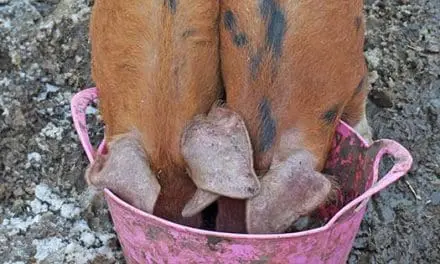 10 Things To Never Feed Your Pigs