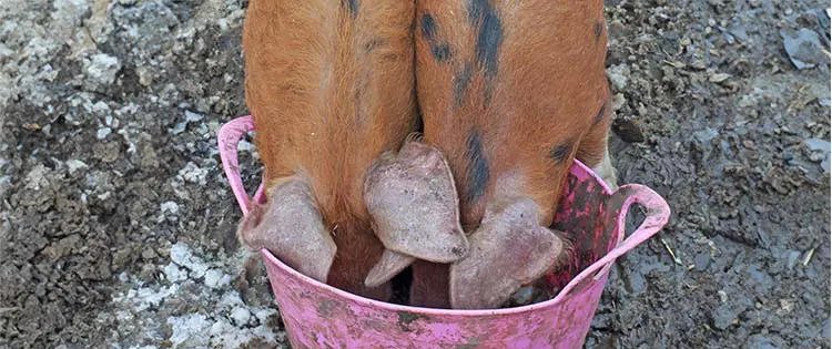 10 Things To Never Feed Your Pigs