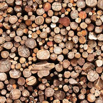 12 Types of Wood You Should Never Burn