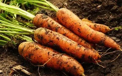 Carrots