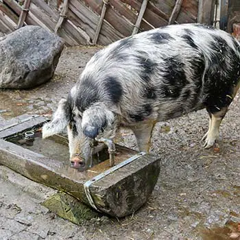 Livestock In Winter: Mistakes Even The Most Advanced Homesteaders Make