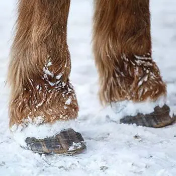 Livestock In Winter: Mistakes Even The Most Advanced Homesteaders Make