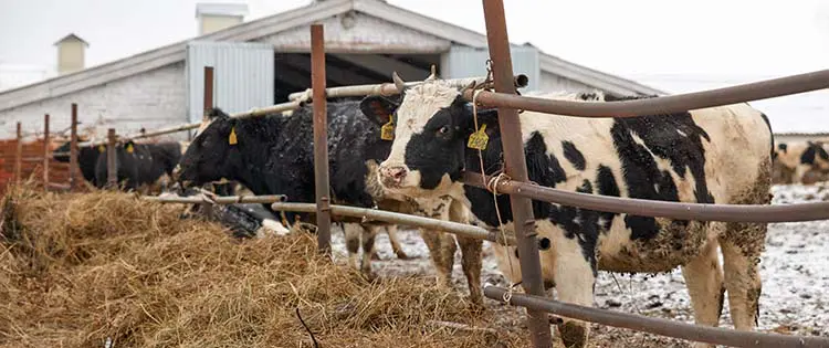 Livestock In Winter: Mistakes Even The Most Advanced Homesteaders Make