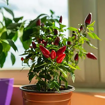 Read This Before Starting An Indoor Garden
