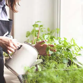 Read This Before Starting An Indoor Garden