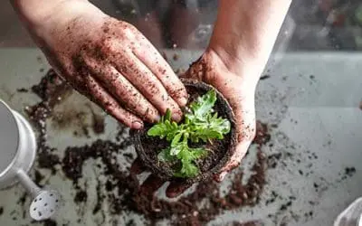 Read This Before Starting An Indoor Garden