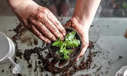 Read This Before Starting An Indoor Garden