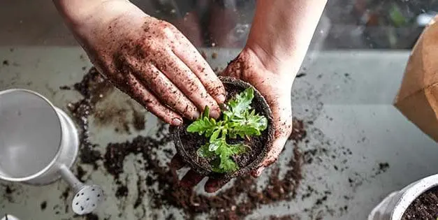 Read This Before Starting An Indoor Garden