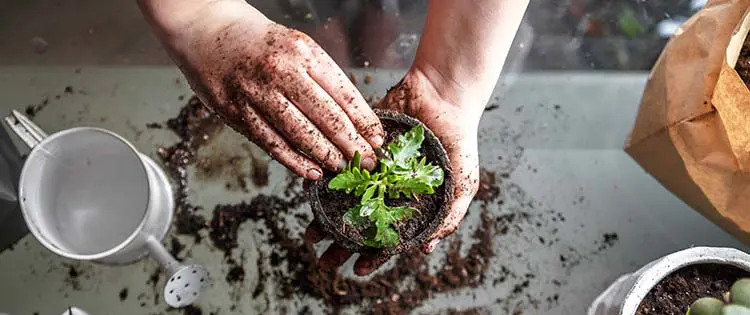 Read This Before Starting An Indoor Garden