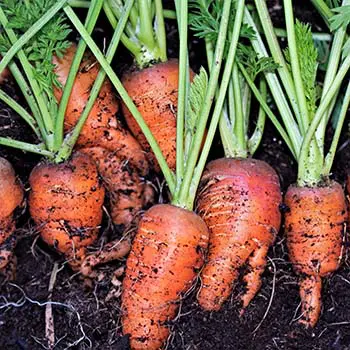Vegetables You Can Grow In Your Attic