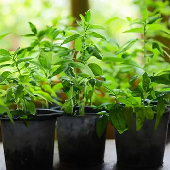 Vegetables You Can Grow In Your Attic