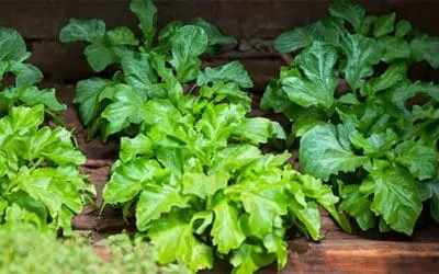 Vegetables You Can Grow In Your Attic