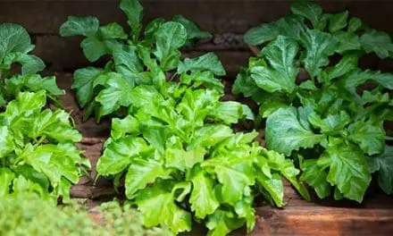Vegetables You Can Grow In Your Attic
