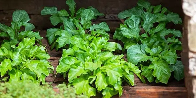 Vegetables You Can Grow In Your Attic