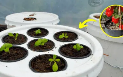 25 Crops You Can Grow In Buckets All Year Round