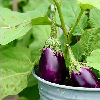 best crops to grow in buckets - eggplants