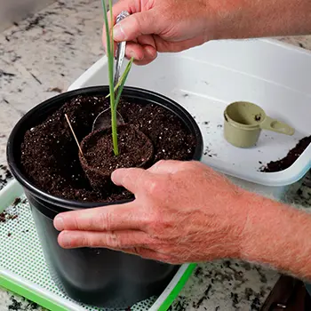 best crops to grow in buckets - garlic