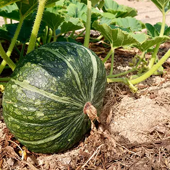 How To Grow An Emergency Garden