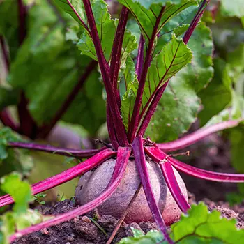 How To Grow An Emergency Garden