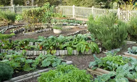 How To Grow An Emergency Garden