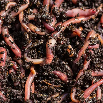 Ingenious Uses for Egg Cartons