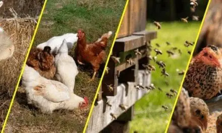 Low Maintenance Animals for Your Homestead
