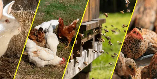 Low Maintenance Animals for Your Homestead