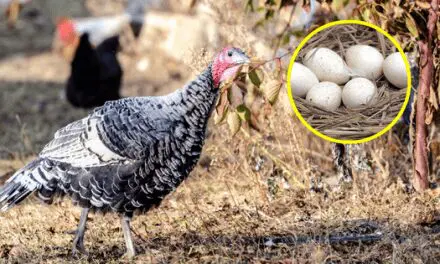 Why We Don’t Eat Turkey Eggs
