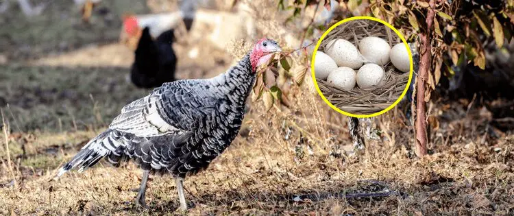 Why We Don’t Eat Turkey Eggs