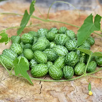 Cucamelon