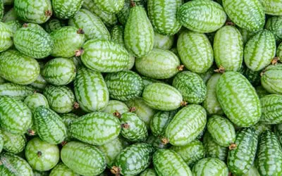 Cucamelon