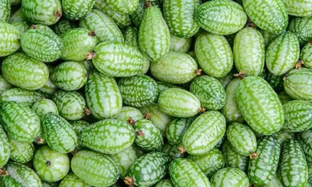 Cucamelon