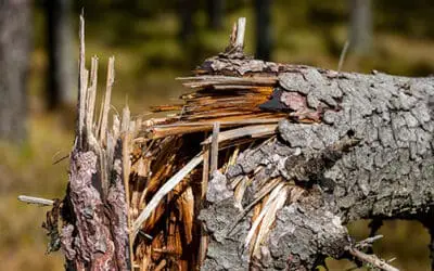 How To Tell A Dead Tree From A Healthy One