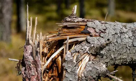 How To Tell A Dead Tree From A Healthy One