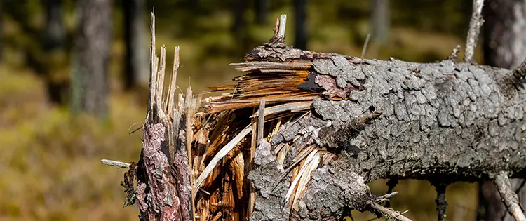 How To Tell A Dead Tree From A Healthy One