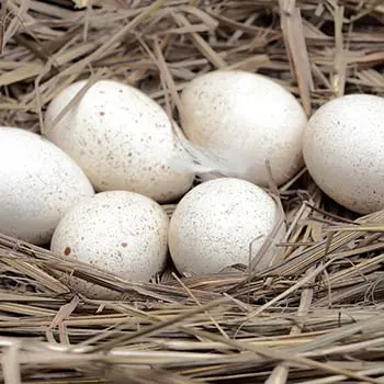 Why We Don't Eat Turkey Eggs - turkey eggs 