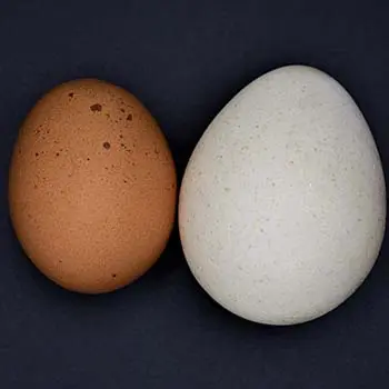 Why We Don't Eat Turkey Eggs - turkey eggs vs chicken eggs