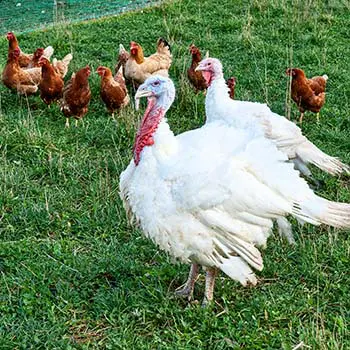 Why We Don't Eat Turkey Eggs - turkey vs chicken