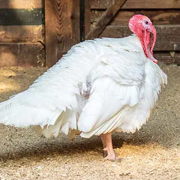 Why We Don't Eat Turkey Eggs - turkey