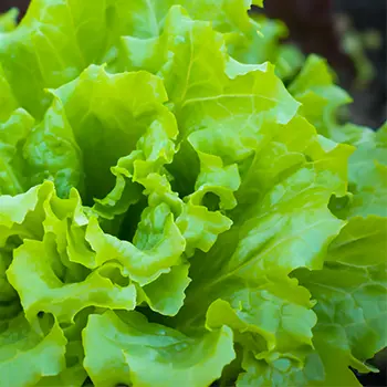 50 early spring vegetables