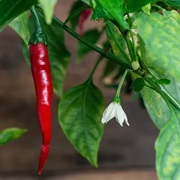 50 early spring vegetables